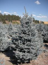 Colorado Spruce